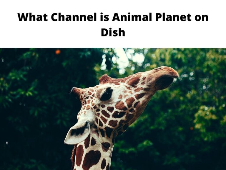 What Channel is Animal Planet on Dish