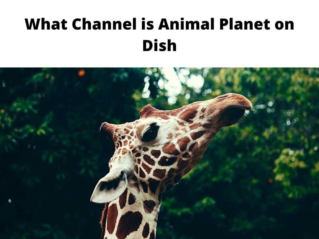 What Channel is Animal Planet on Dish Network - Updated Guide 2023