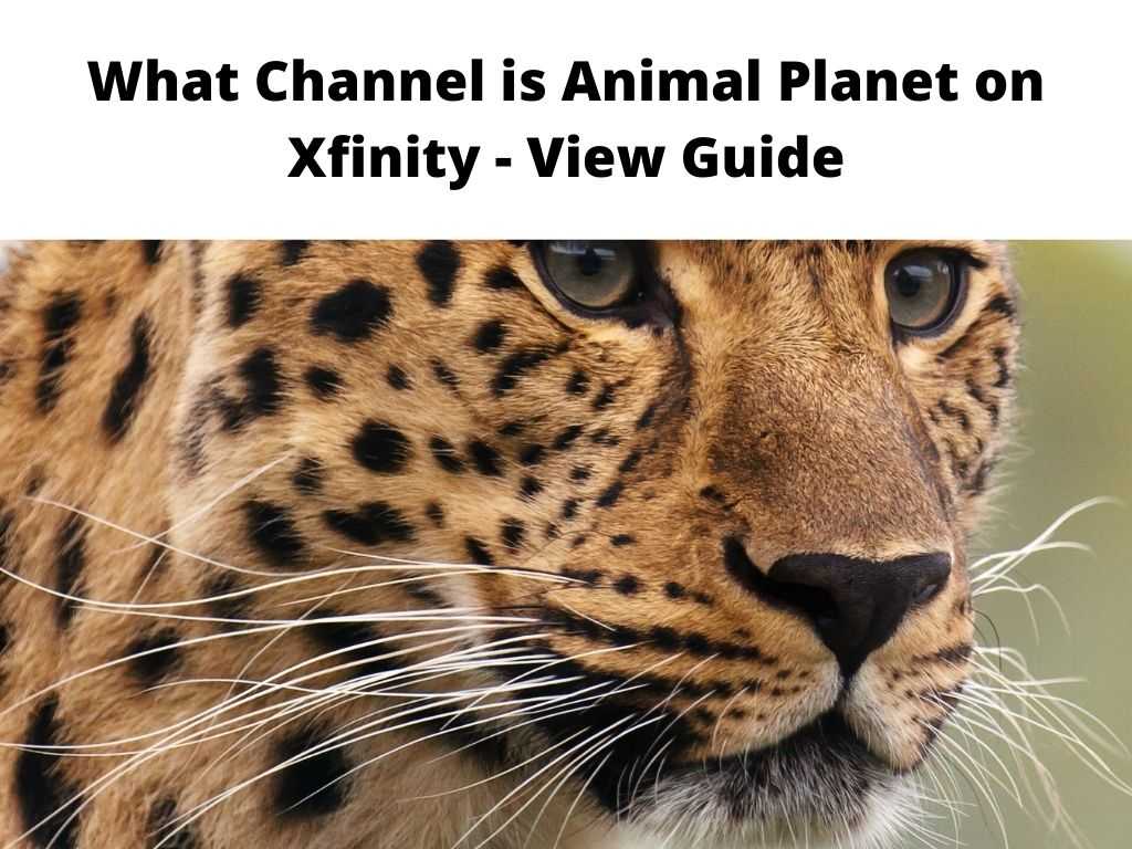 What Channel is Animal Planet on Xfinity