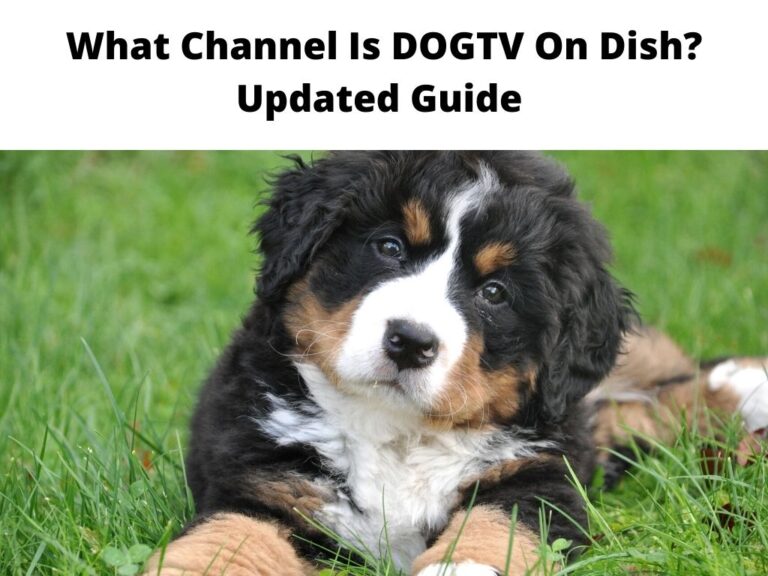 What Channel Is DOGTV On Dish Updated Guide