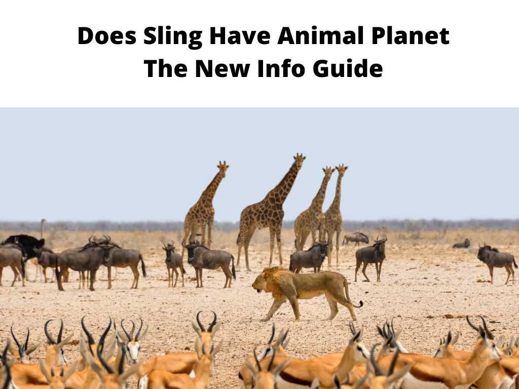 Does Sling Have Animal Planet